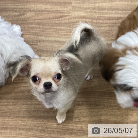 チワワの写真