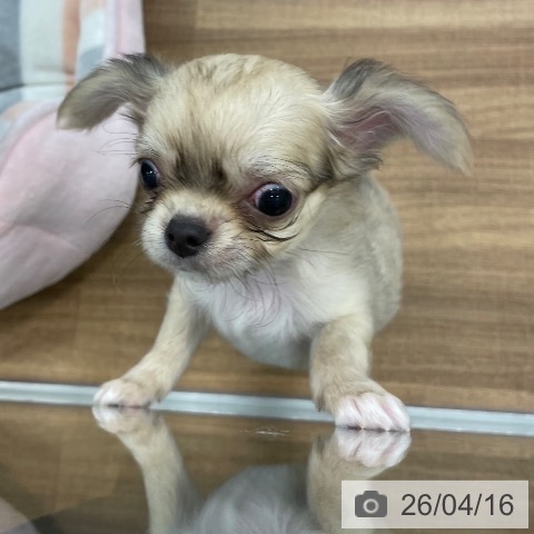 茨城県のチワワ(ロング) (ペッツワン つくば店/2026年2月2日生まれ/男の子/フォーンホワイト)の子犬の3枚目の画像