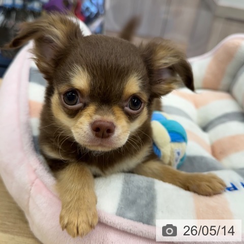 神奈川県のチワワ(ロング) (ペットプラス 武蔵小杉店/2026年2月14日生まれ/男の子/チョコレートタン)の子犬の4枚目の画像
