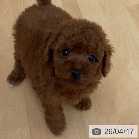 山形県のトイプードル(トイ) (ペットプラス 天童店/2026年2月14日生まれ/男の子/レッド)の子犬の3枚目の画像