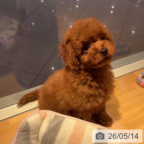 山形県のトイプードル(トイ) (ペットプラス 天童店/2026年2月14日生まれ/男の子/レッド)の子犬の3枚目の画像