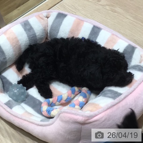 神奈川県のトイプードル(トイ) (ペットプラス 川崎ルフロン店/2026年2月14日生まれ/女の子/ブラック)の子犬の4枚目の画像