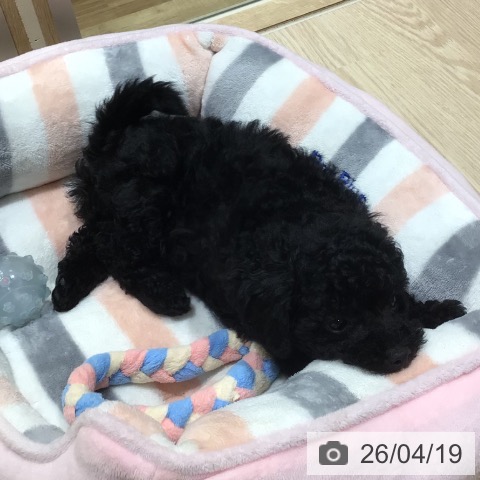 神奈川県のトイプードル(トイ) (ペットプラス 川崎ルフロン店/2026年2月14日生まれ/女の子/ブラック)の子犬の3枚目の画像