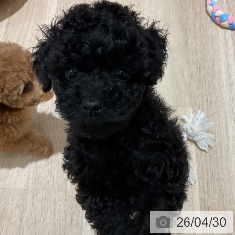 神奈川県のトイプードル(トイ) (ペットプラス モザイクモール港北店/2026年2月14日生まれ/女の子/ブラック)の子犬の4枚目の画像