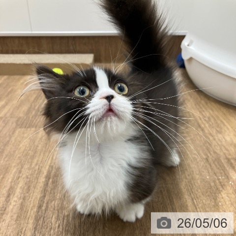 神奈川県のマンチカン (ペッツワン 小田原店/2026年2月10日生まれ/男の子/ブラックホワイト)の子猫の4枚目の画像