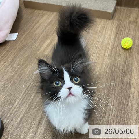 神奈川県のマンチカン (ペッツワン 小田原店/2026年2月10日生まれ/男の子/ブラックホワイト)の子猫の3枚目の画像