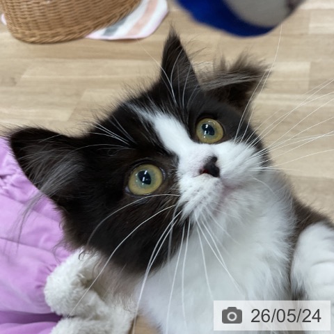 神奈川県のマンチカン (ペットプラス アミーゴ藤沢店/2026年2月10日生まれ/男の子/ブラックホワイト)の子猫の4枚目の画像