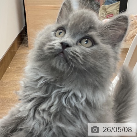 神奈川県のセルカークレックス (ペッツワン 小田原店/2026年2月12日生まれ/男の子/ブルー)の子猫の3枚目の画像