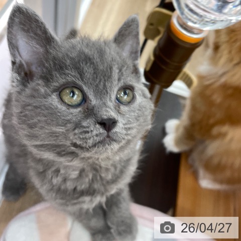 埼玉県のセルカークレックス (ペットプラス ららぽーと富士見店/2026年2月12日生まれ/男の子/ブルー)の子猫の4枚目の画像