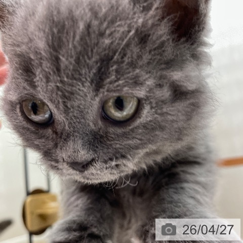 埼玉県のセルカークレックス (ペットプラス ららぽーと富士見店/2026年2月12日生まれ/男の子/ブルー)の子猫の3枚目の画像