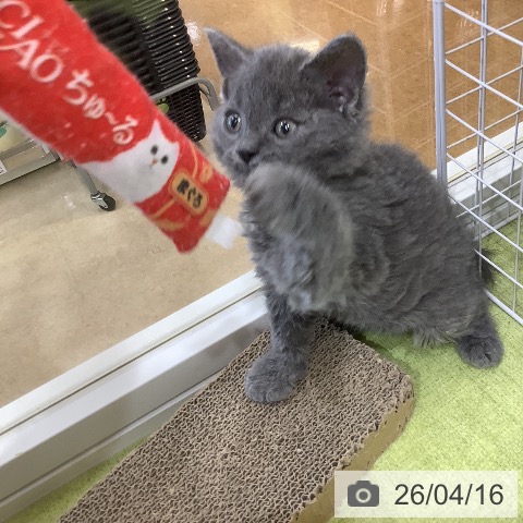 セルカークレックスの写真