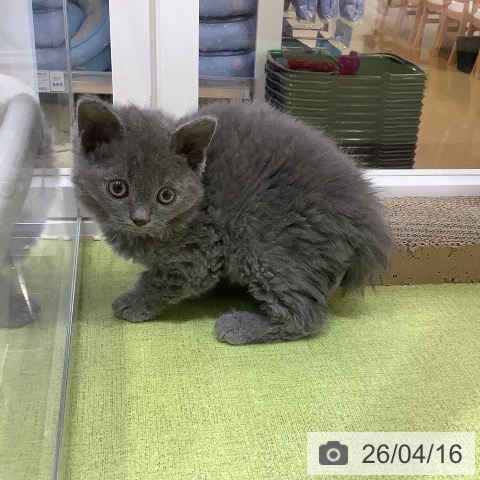 セルカークレックスの写真