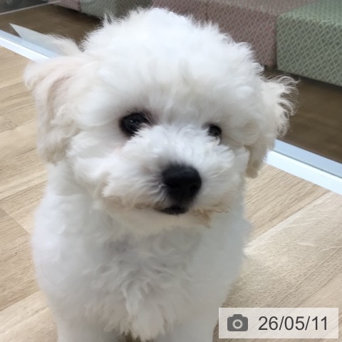 福島県のビションフリーゼ (ペットプラス 福島店/2026年2月14日生まれ/男の子/ホワイト)の子犬の4枚目の画像