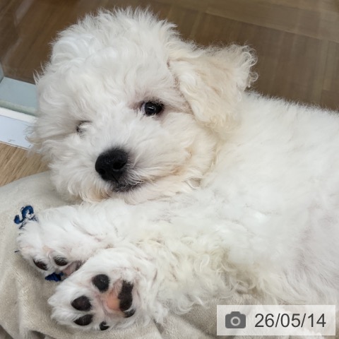福島県のビションフリーゼ (ペットプラス 福島店/2026年2月14日生まれ/男の子/ホワイト)の子犬の3枚目の画像