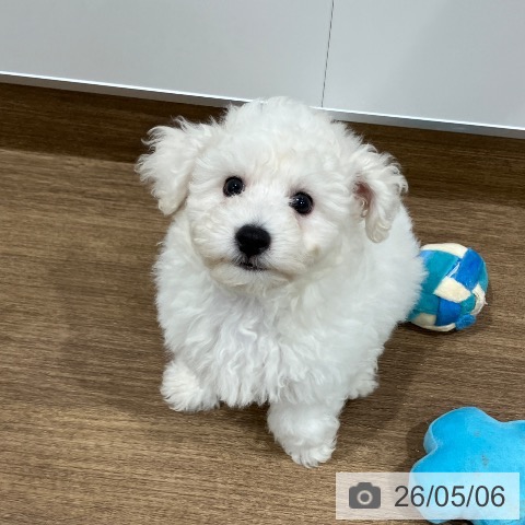 神奈川県のビションフリーゼ (ペッツワン 小田原店/2026年2月14日生まれ/男の子/ホワイト)の子犬の4枚目の画像