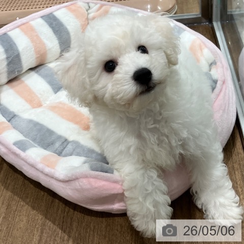 神奈川県のビションフリーゼ (ペッツワン 小田原店/2026年2月14日生まれ/男の子/ホワイト)の子犬の3枚目の画像
