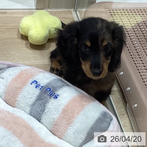 宮城県のカニンヘンダックスフンド(ロング) (ペットプラス 仙台上杉店/2026年2月13日生まれ/男の子/シルバーダップル)の子犬の4枚目の画像