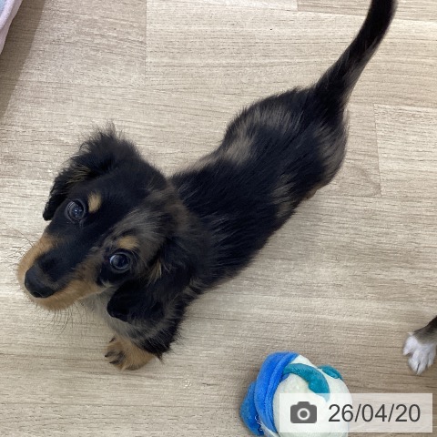 宮城県のカニンヘンダックスフンド(ロング) (ペットプラス 仙台上杉店/2026年2月13日生まれ/男の子/シルバーダップル)の子犬の3枚目の画像