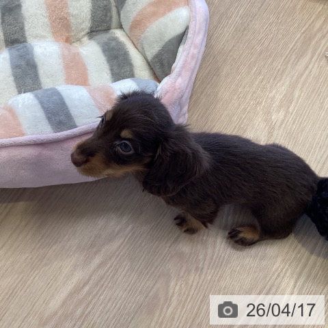 千葉県のカニンヘンダックスフンド(ロング) (ペットプラス 幕張新都心店/2026年2月13日生まれ/女の子/チョコレートタン)の子犬の3枚目の画像