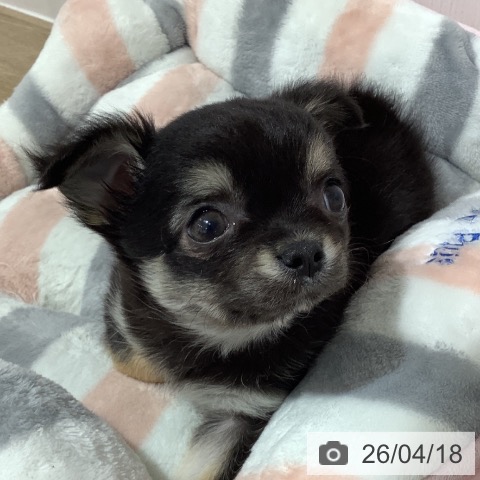 長野県のチワワ(ロング) (ペットプラス 長野店/2026年2月15日生まれ/女の子/ブラックタン)の子犬の4枚目の画像