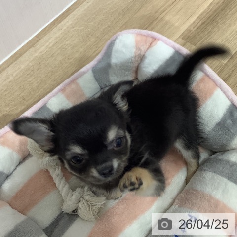 長野県のチワワ(ロング) (ペットプラス 長野店/2026年2月15日生まれ/女の子/ブラックタン)の子犬の3枚目の画像