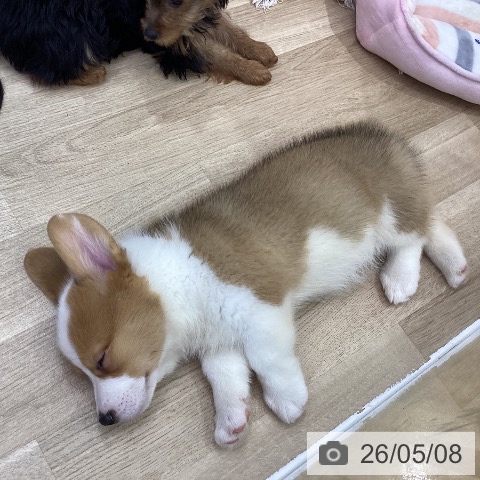 山梨県のウェルシュコーギーペンブローク (ペットプラス 甲府昭和店/2026年2月14日生まれ/男の子/レッドホワイト)の子犬の4枚目の画像