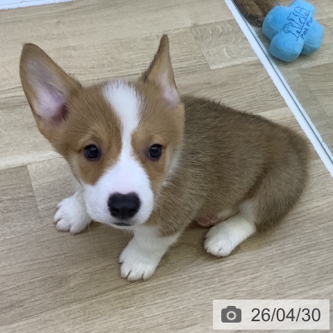 山梨県のウェルシュコーギーペンブローク (ペットプラス 甲府昭和店/2026年2月14日生まれ/男の子/レッドホワイト)の子犬の4枚目の画像