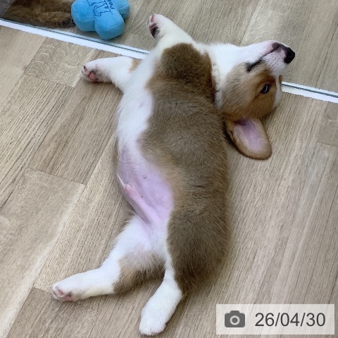 山梨県のウェルシュコーギーペンブローク (ペットプラス 甲府昭和店/2026年2月14日生まれ/男の子/レッドホワイト)の子犬の3枚目の画像