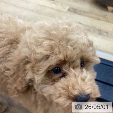 茨城県のトイプードル(トイ) (ペッツワン つくば店/2026年2月14日生まれ/男の子/レッドフォーン)の子犬の3枚目の画像