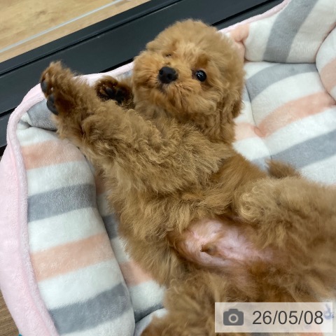 茨城県のトイプードル(トイ) (ペッツワン 阿見店/2026年2月14日生まれ/男の子/レッドフォーン)の子犬の4枚目の画像