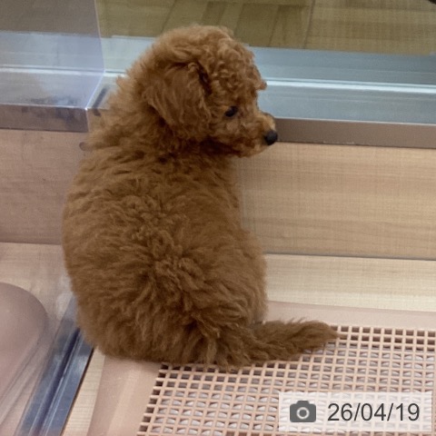 トイ・プードルの写真