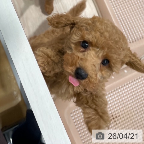 千葉県のトイプードル(トイ) (ペットプラス ユーカリが丘店/2026年2月14日生まれ/男の子/レッドフォーン)の子犬の4枚目の画像