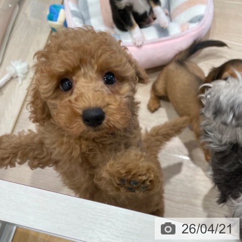 千葉県のトイプードル(トイ) (ペットプラス ユーカリが丘店/2026年2月14日生まれ/男の子/レッドフォーン)の子犬の3枚目の画像