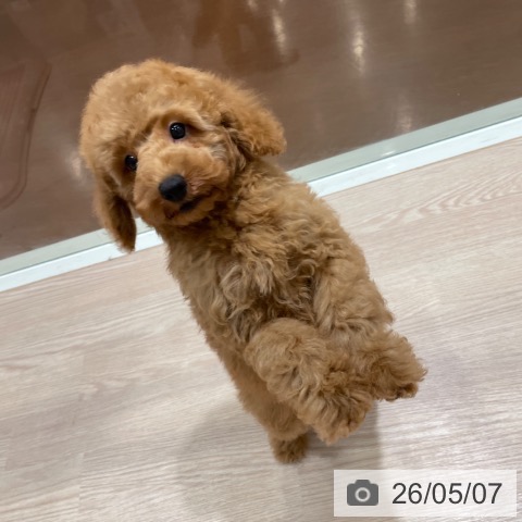 千葉県のトイプードル(トイ) (ペットプラス ユーカリが丘店/2026年2月14日生まれ/男の子/レッドフォーン)の子犬の4枚目の画像