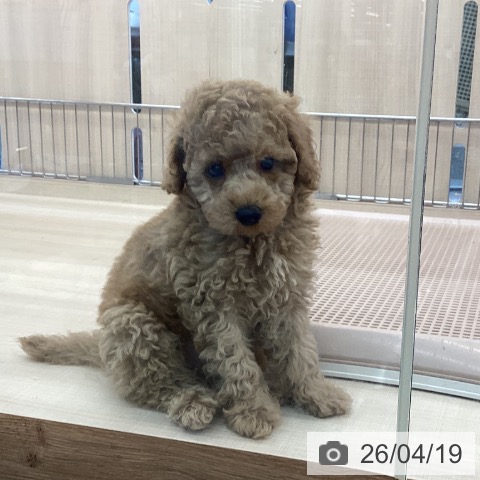 トイ・プードルの写真