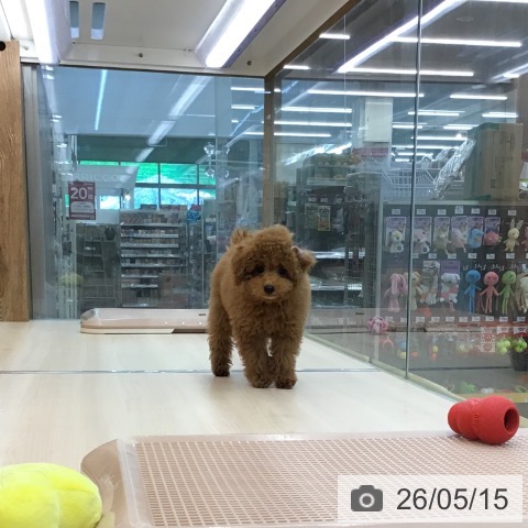 東京都のトイプードル(トイ) (ペッツワン 南砂町SUNAMO店/2026年2月14日生まれ/男の子/レッドフォーン)の子犬の4枚目の画像