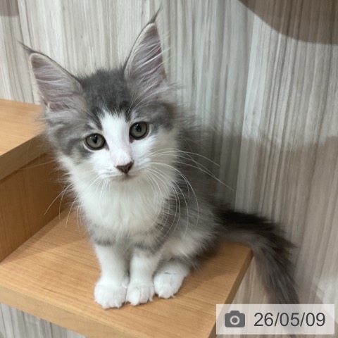 長野県のサイベリアン (ペットプラス 上田店/2026年2月14日生まれ/男の子/ブルータビーホワイト)の子猫の4枚目の画像