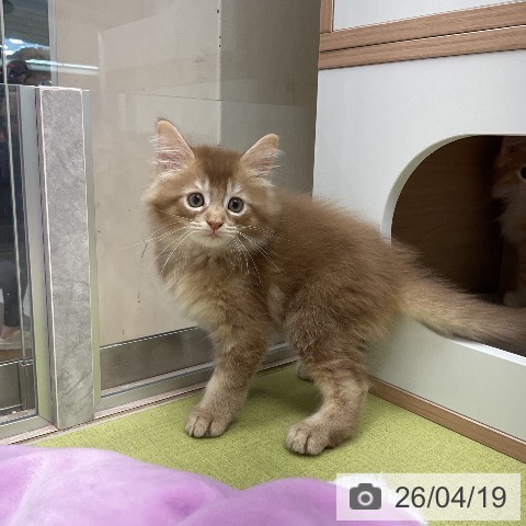 サイベリアンの写真