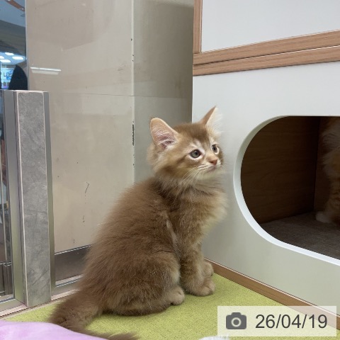 サイベリアンの写真