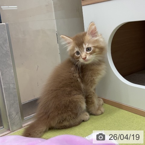 サイベリアンの写真