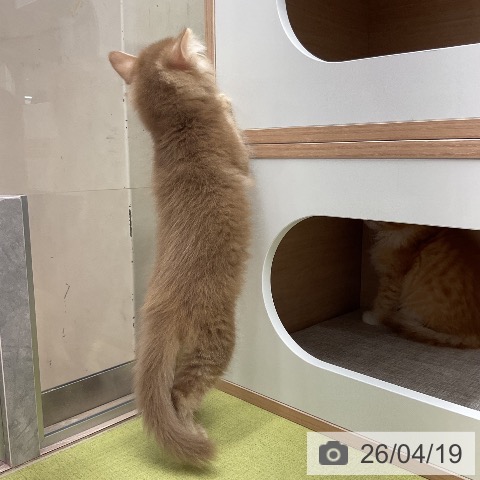 サイベリアンの写真