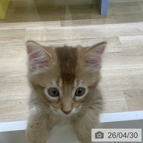 サイベリアンの写真