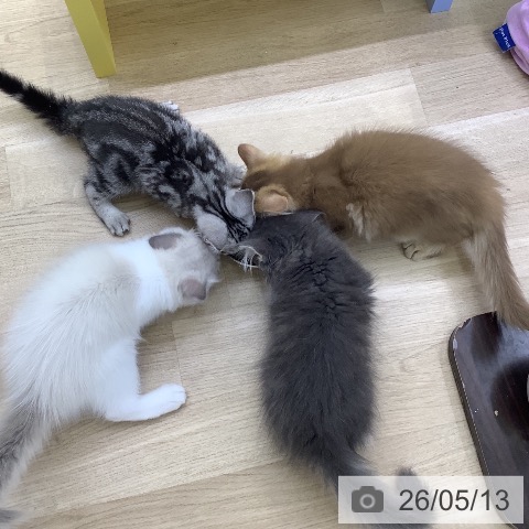 山梨県のサイベリアン (ペットプラス 甲府昭和店/2026年2月15日生まれ/男の子/チョコレートタビーホワイト)の子猫の3枚目の画像