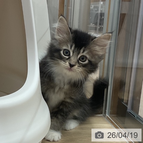 サイベリアンの写真