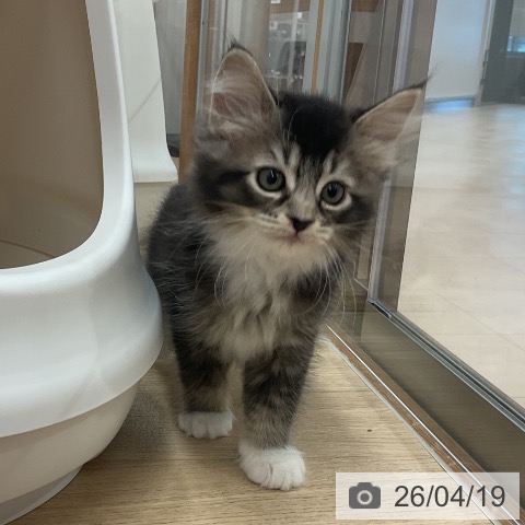 神奈川県のサイベリアン (ペットプラス モザイクモール港北店/2026年2月15日生まれ/女の子/ブラウンタビーホワイト)の子猫の3枚目の画像
