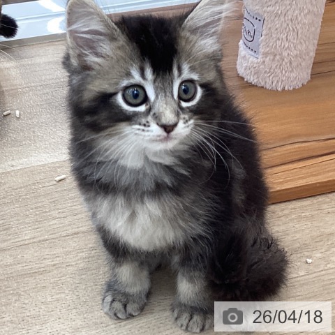 サイベリアンの写真