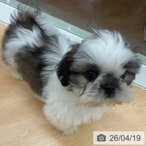 千葉県のシーズー (ペットプラス 成田店/2026年2月14日生まれ/男の子/ホワイトゴールド)の子犬の3枚目の画像