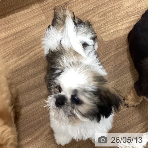 茨城県のシーズー (ペッツワン つくば店/2026年2月14日生まれ/男の子/ホワイトゴールド)の子犬の4枚目の画像