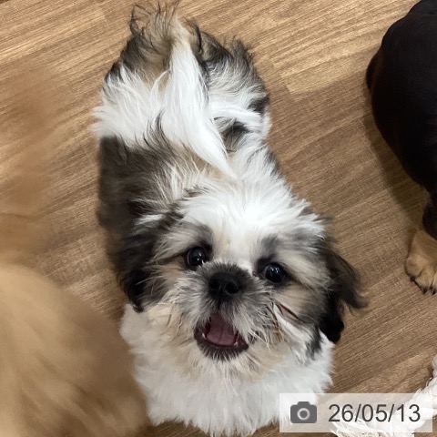 茨城県のシーズー (ペッツワン つくば店/2026年2月14日生まれ/男の子/ホワイトゴールド)の子犬の3枚目の画像