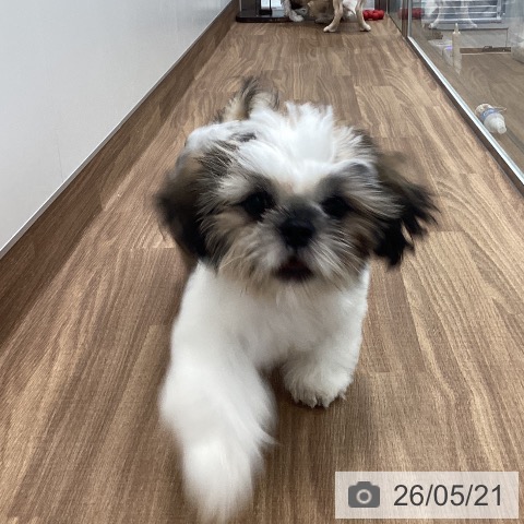 茨城県のシーズー (ペッツワン つくば店/2026年2月14日生まれ/男の子/ホワイトゴールド)の子犬の3枚目の画像